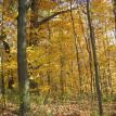 Autumn woods near Carrollton Ohio